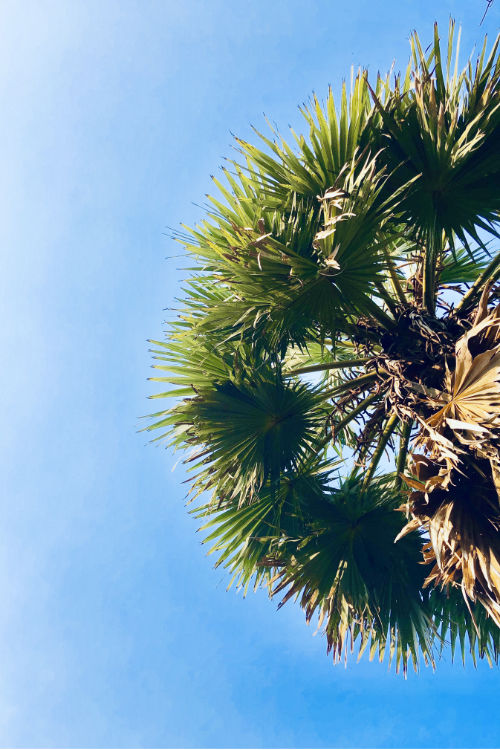 coconut tree under blue sky